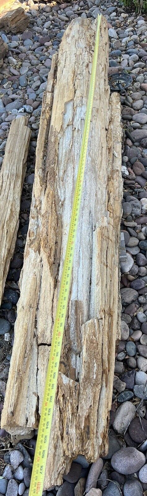 VERY LARGE PETRIFIED LOG - Almost 9’ Long