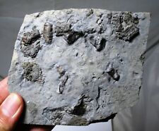 British Triassic reptile fossil vertebraes - Pachystropheus - Bristol, England  picture