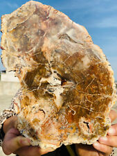 2.9lb Beautiful specimens of natural Petrified Wood fossils from Madagascar picture