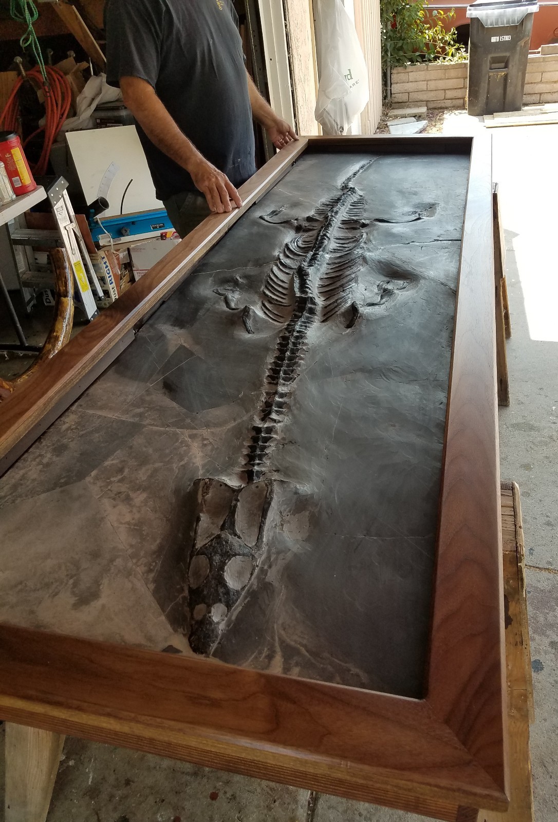 DINOSAUR FOSSIL 9 feet Dragon  Plesiosaur Nothosaur  Only 2% Restoration RARE