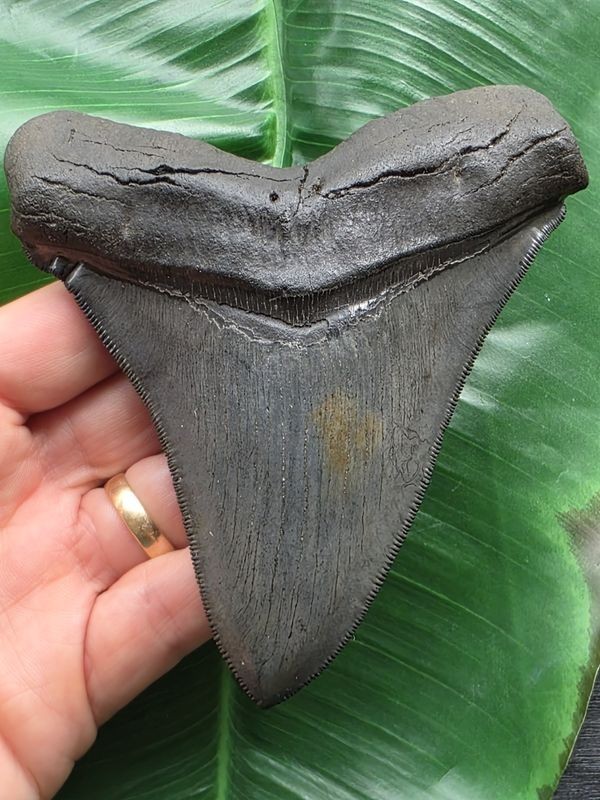 12.3cm Sharp Large Tooth of Otodus Chubutensis - Shark shark tooth fossil 12.3cm Sharp Large Tooth of Otodus Chubutensis - Shark shark tooth fossil