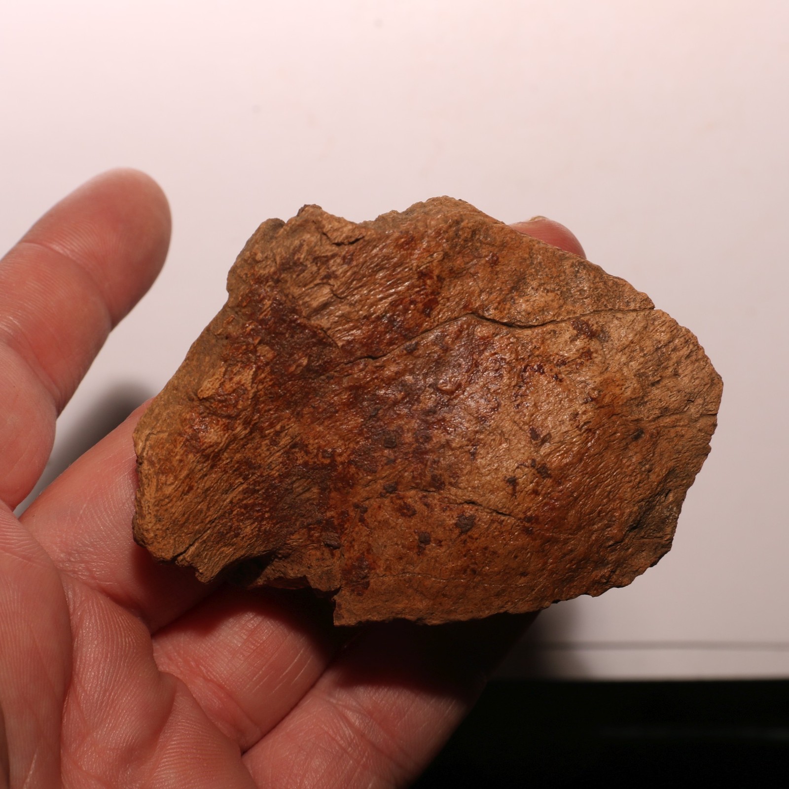 Pathological Dinosaur Ungual Triceratops Edmontosaurus - Hell Creek Formation