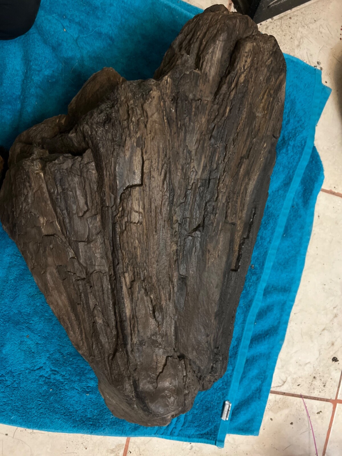 PETRIFIED wood one big Piece brown dark 24 inch x 14 inch PETRIFIED wood one big Piece brown dark 24 inch x 14 inch