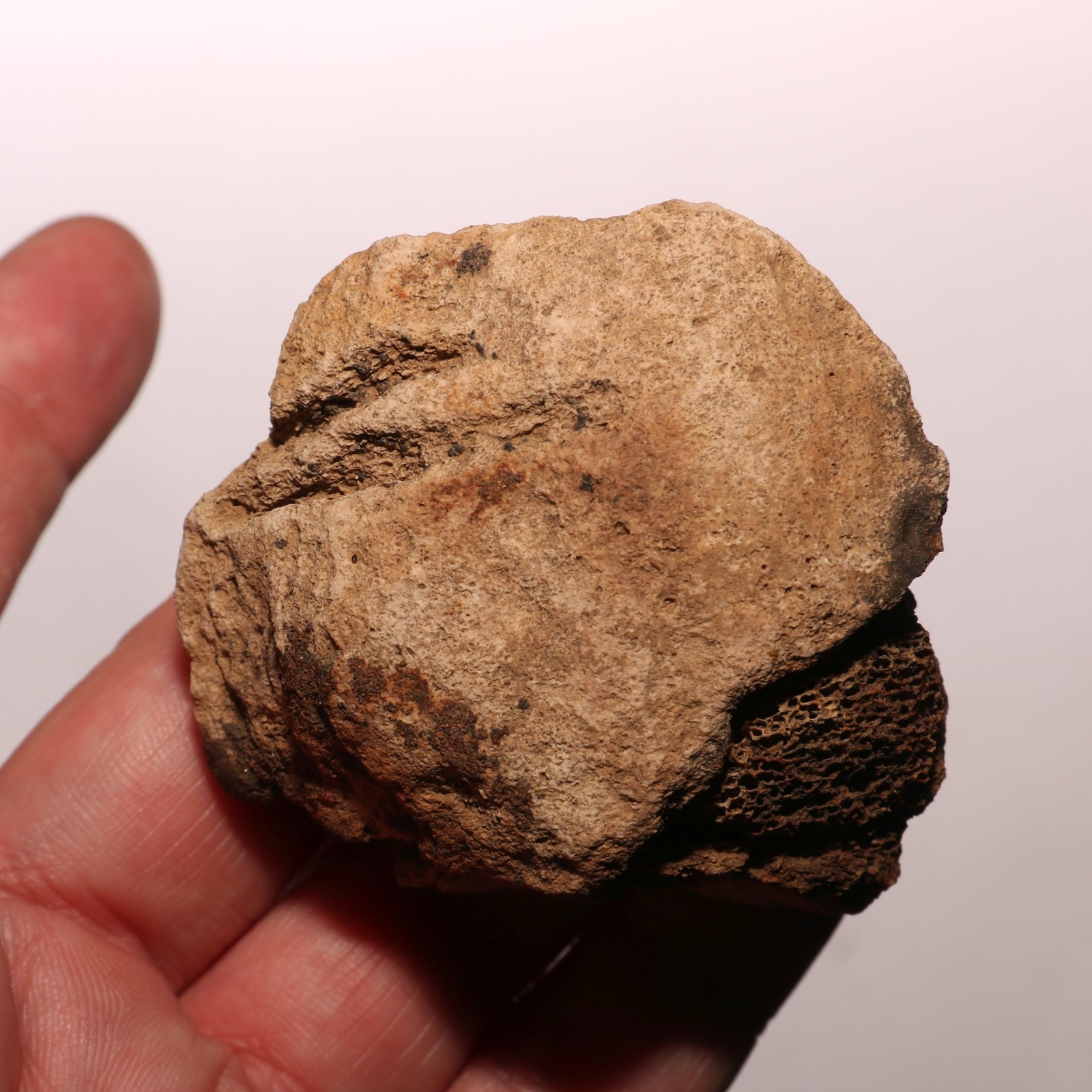 Rare Dinosaur Bone with Battle Would Pathology - Fossil - Hell Creek Formation