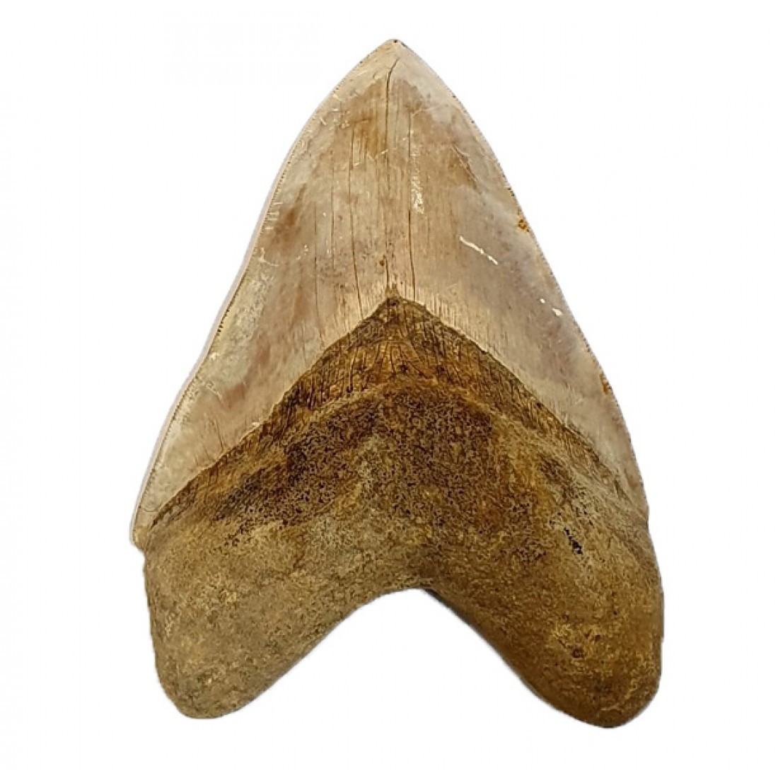 BIG fossil shark tooth Otodus megalodon Carcharodon megalodon Megaselachus meg BIG fossil shark tooth Otodus megalodon Carcharodon megalodon Megaselachus meg