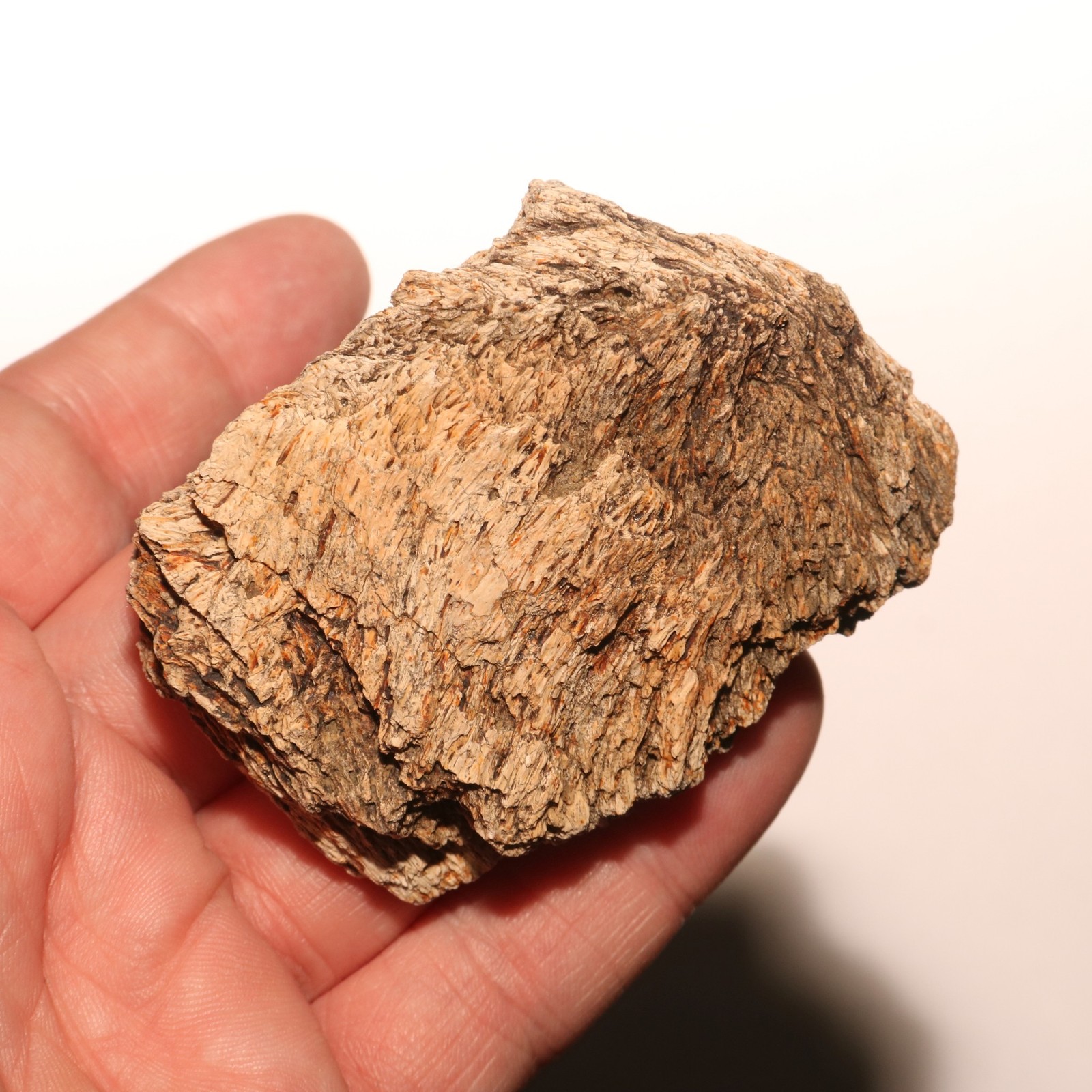 Dinosaur Ungual Triceratops or Edmontosaurus Hell Creek Formation Cretaceous