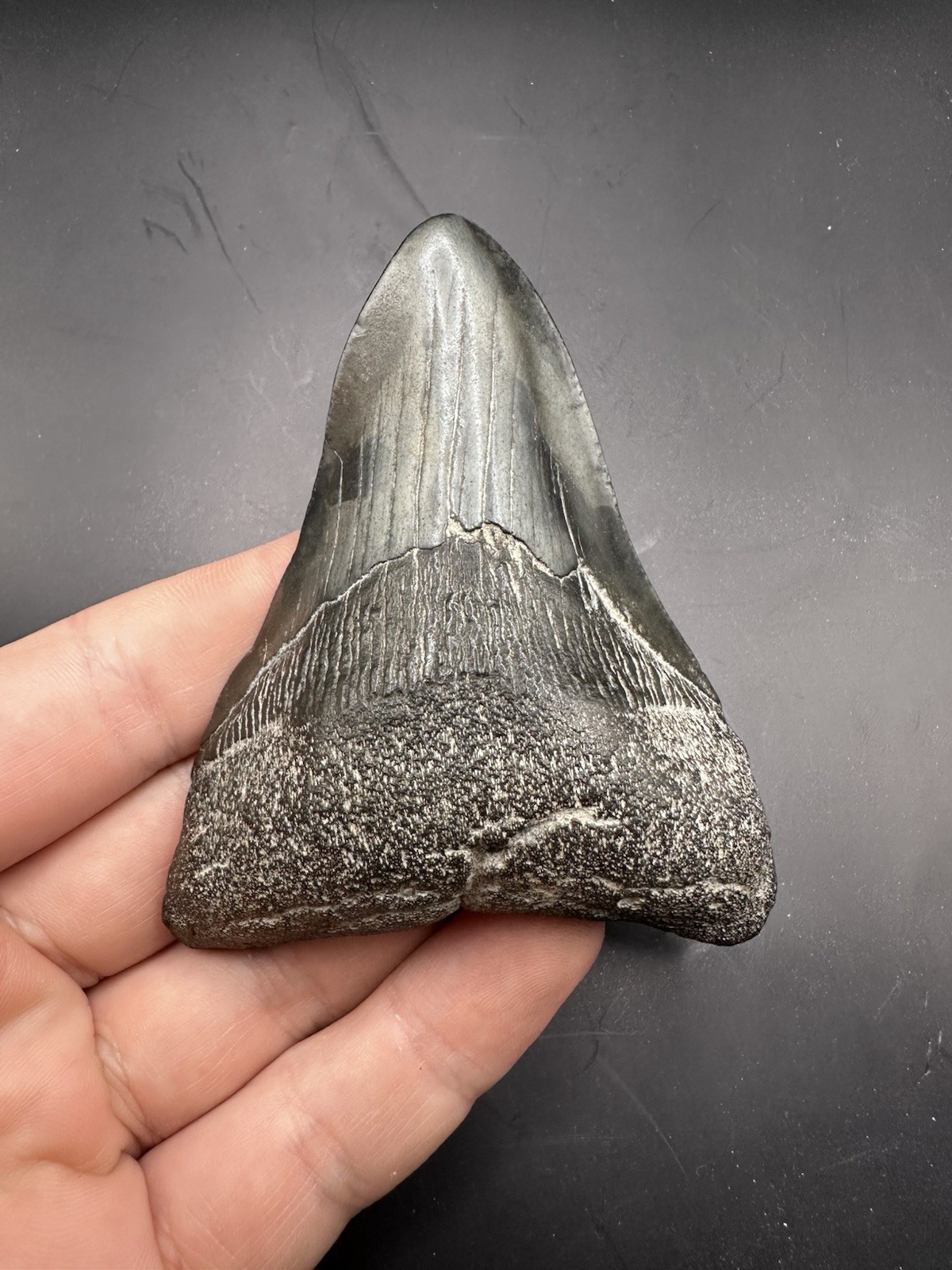 Pathological Twisted Megalodon Tooth 3.5” Megalodon Tooth Deformed Megalodon Pathological Twisted Megalodon Tooth 3.5” Megalodon Tooth Deformed Megalodon