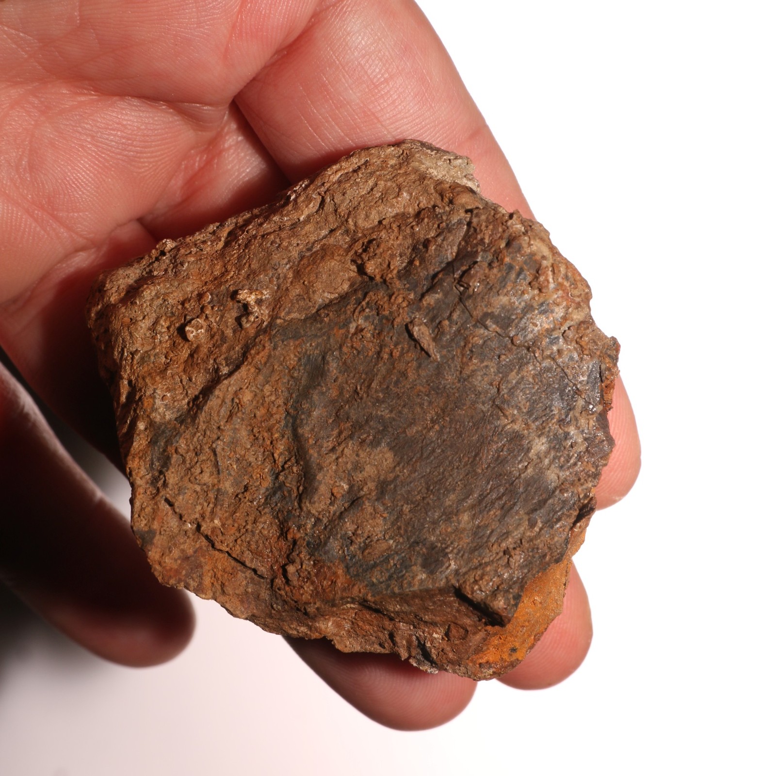 Triceratops or Edmontosaurus Ungual Dino Fossil Hell Creek Formation Cretaceous