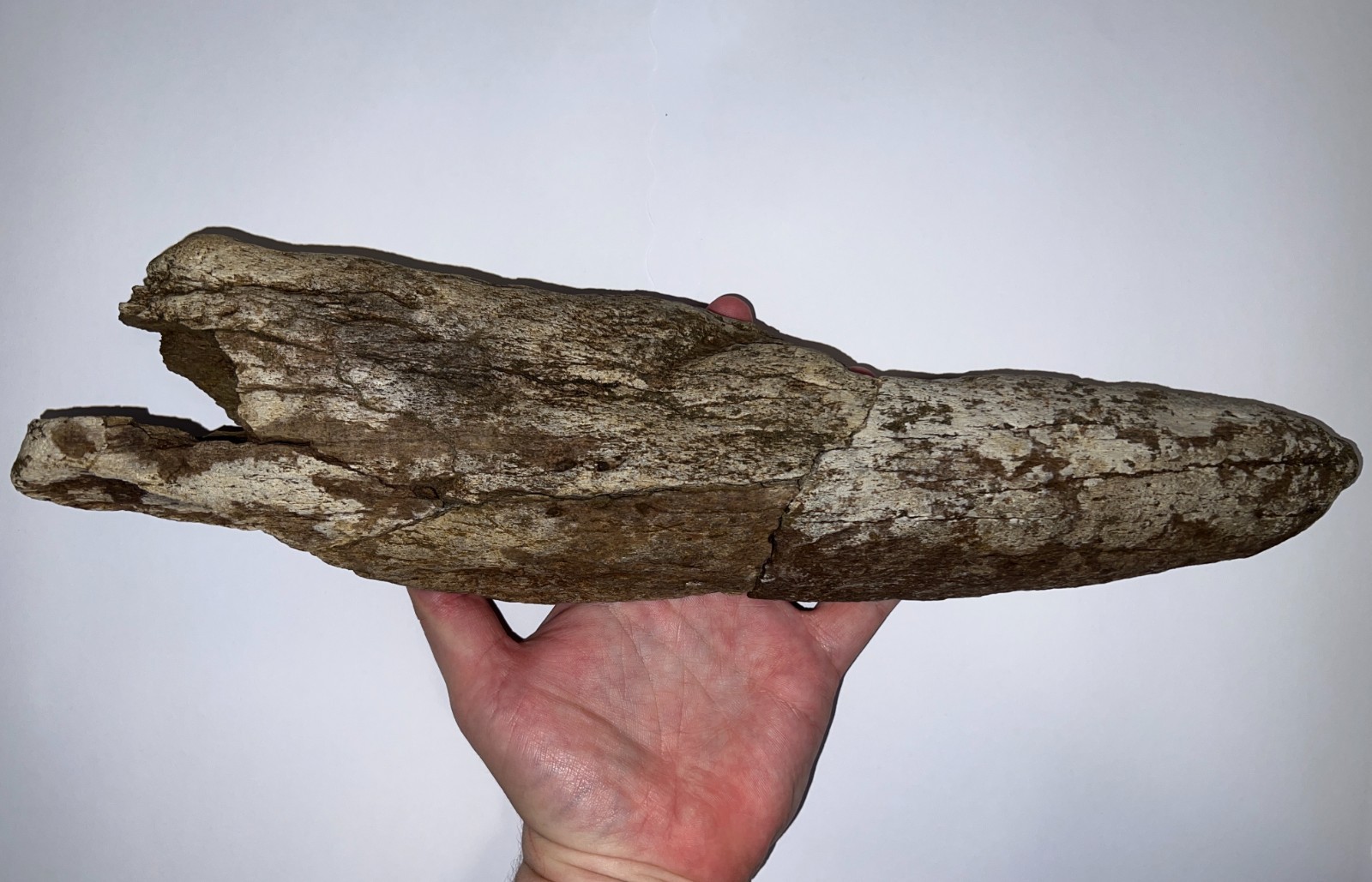 TRICERATOPS or TOROSAURUS Fossil Dinosaur PARTIAL HORN 16 Inches