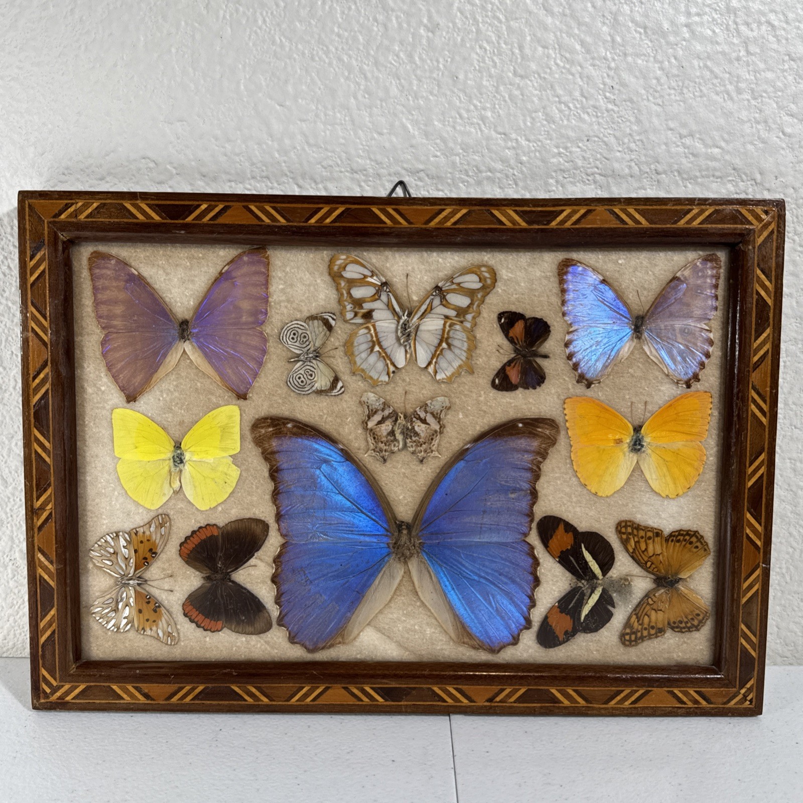 VTG Brazilian 13 Butterflies Taxidermy Butterfly 🦋 Art Casa Hugo Made in Brazil VTG Brazilian 13 Butterflies Taxidermy Butterfly 🦋 Art Casa Hugo Made in Brazil