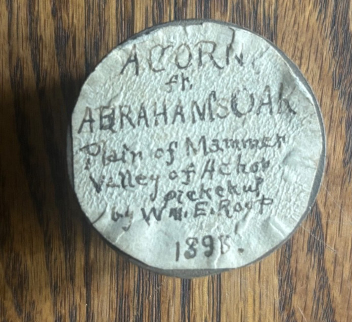 1895 Holy Land Souvenir Acorn Abraham’s Oak Mamre Hebron w/ Case 1895 Holy Land Souvenir Acorn Abraham’s Oak Mamre Hebron w/ Case