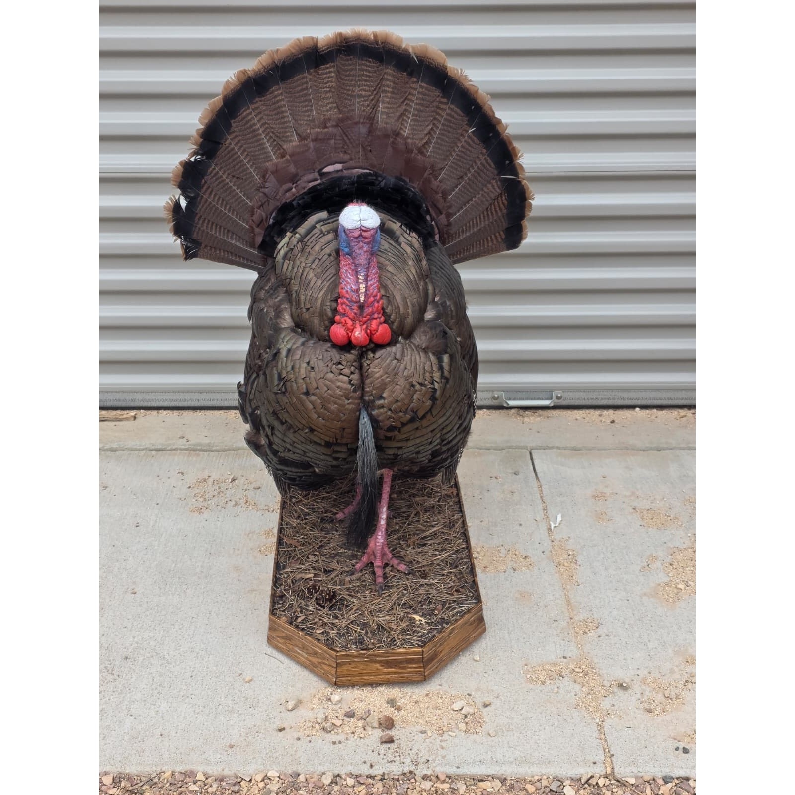 Fhcm82A - Strutting Turkey Taxidermy Mount – 92.8” Majestic Display