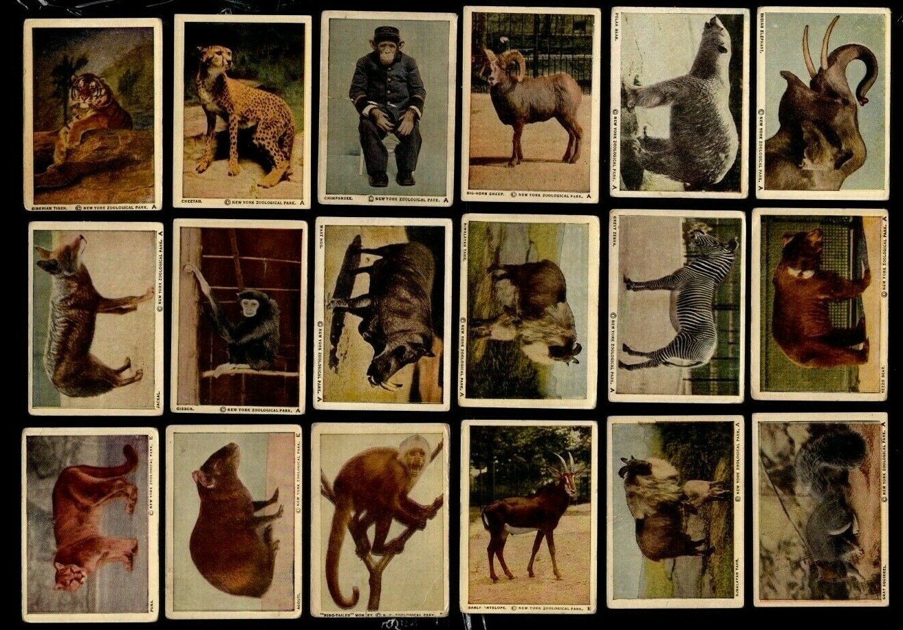 1930' s V67 Neilson's Chocolate NY Zoological Wild Animals Partial Set 70 Of 120 1930' s V67 Neilson's Chocolate NY Zoological Wild Animals Partial Set 70 Of 120