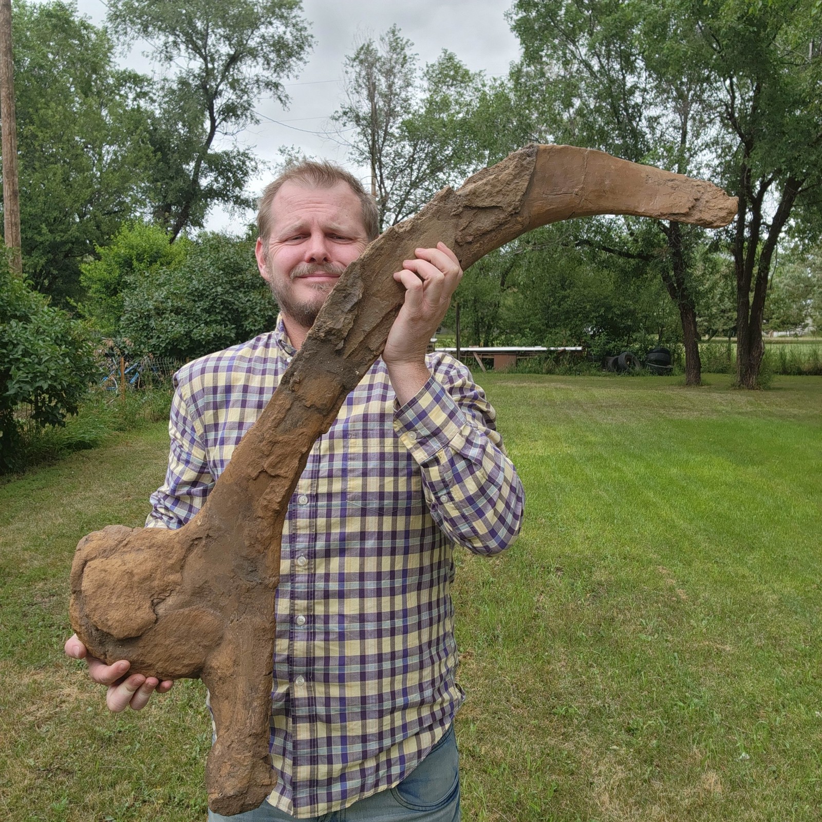 Torosaurus Triceratops Ischium - Dinosaur Fossil Hell Creek Formation Cretaceous
