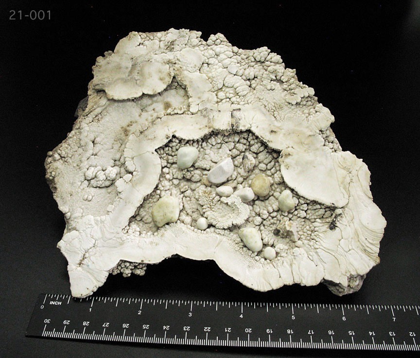 BISBEE SW MNINE EXTREMELY RARE BIRDS NEST HUGE 7.75 BISBEE SW MNINE EXTREMELY RARE BIRDS NEST HUGE 7.75