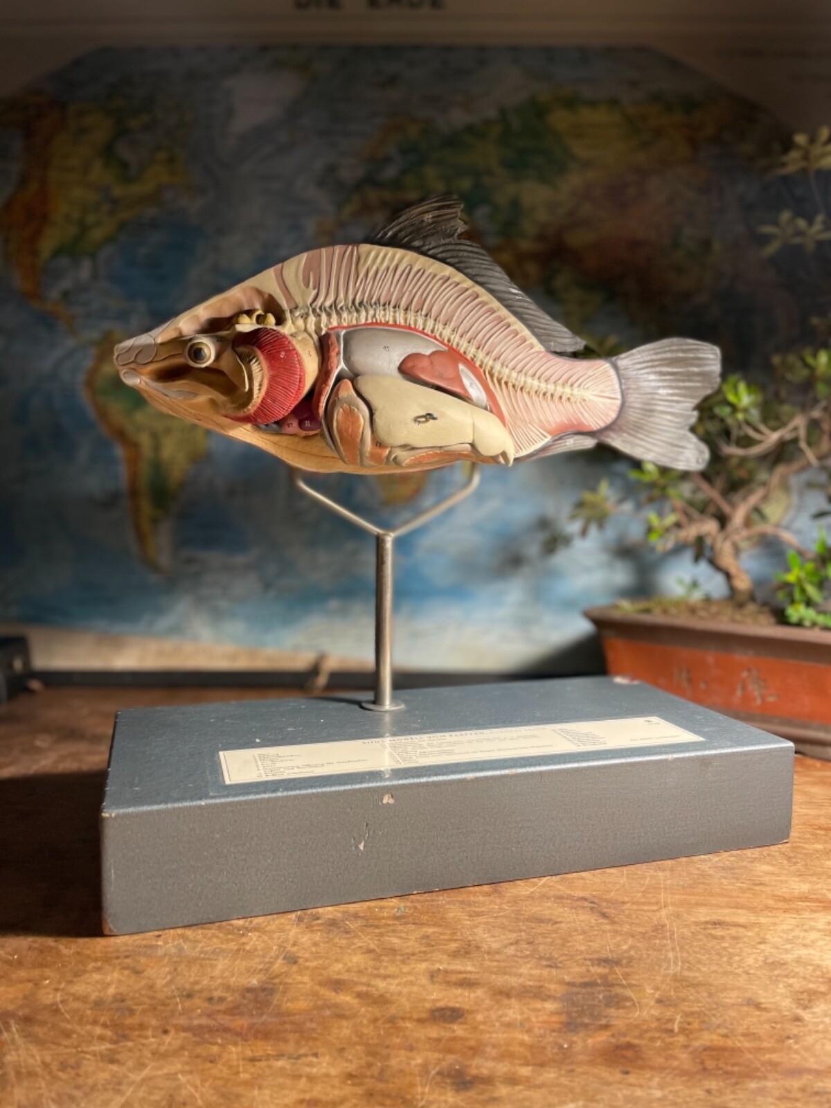 Rare vintage SOMSO CARP educational didactic model anatomical FISH model 1950s Rare vintage SOMSO CARP educational didactic model anatomical FISH model 1950s
