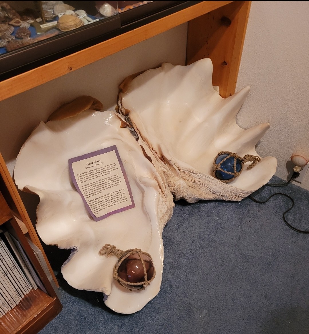 RARE Museum Grade Giant  Clam Shell LOWER PRICE