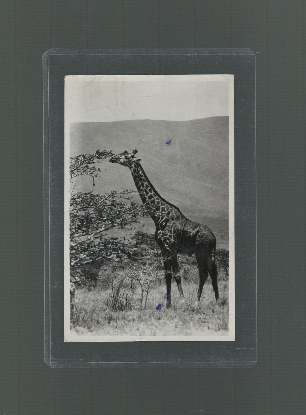 RPPC Masai Giraffe Kenya Africa Photo Taken by Famed British Safarist Donald Ker RPPC Masai Giraffe Kenya Africa Photo Taken by Famed British Safarist Donald Ker
