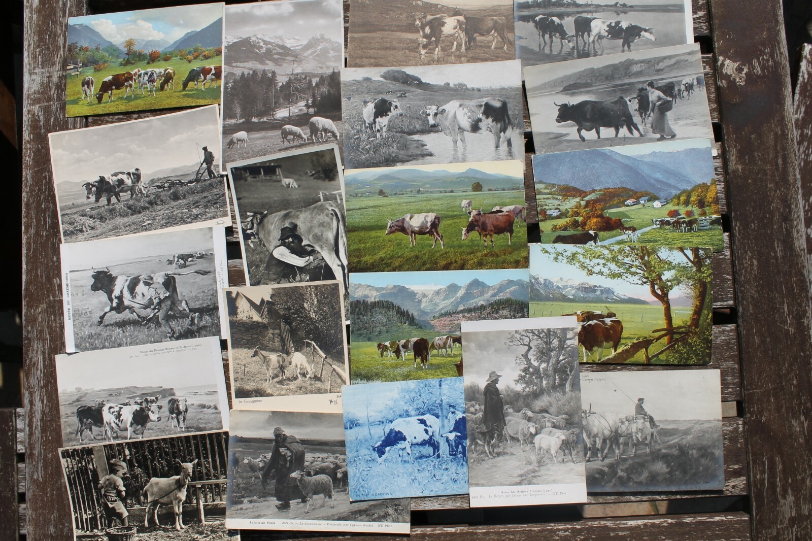 Collection 130 AK Country Life Cows Sheep Cattle Farmers Pets 1910-25 CPA Collection 130 AK Country Life Cows Sheep Cattle Farmers Pets 1910-25 CPA