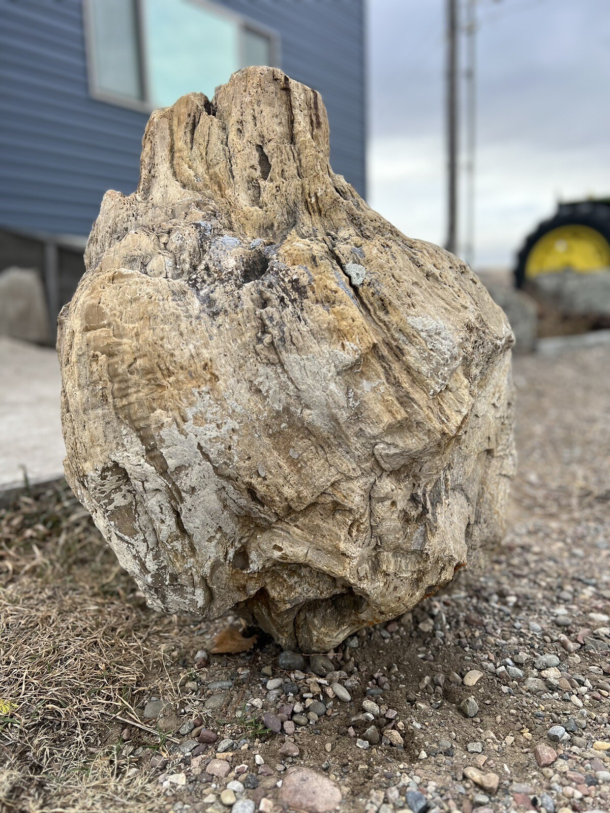 large petrified wood stump, unpolished large petrified wood stump, unpolished