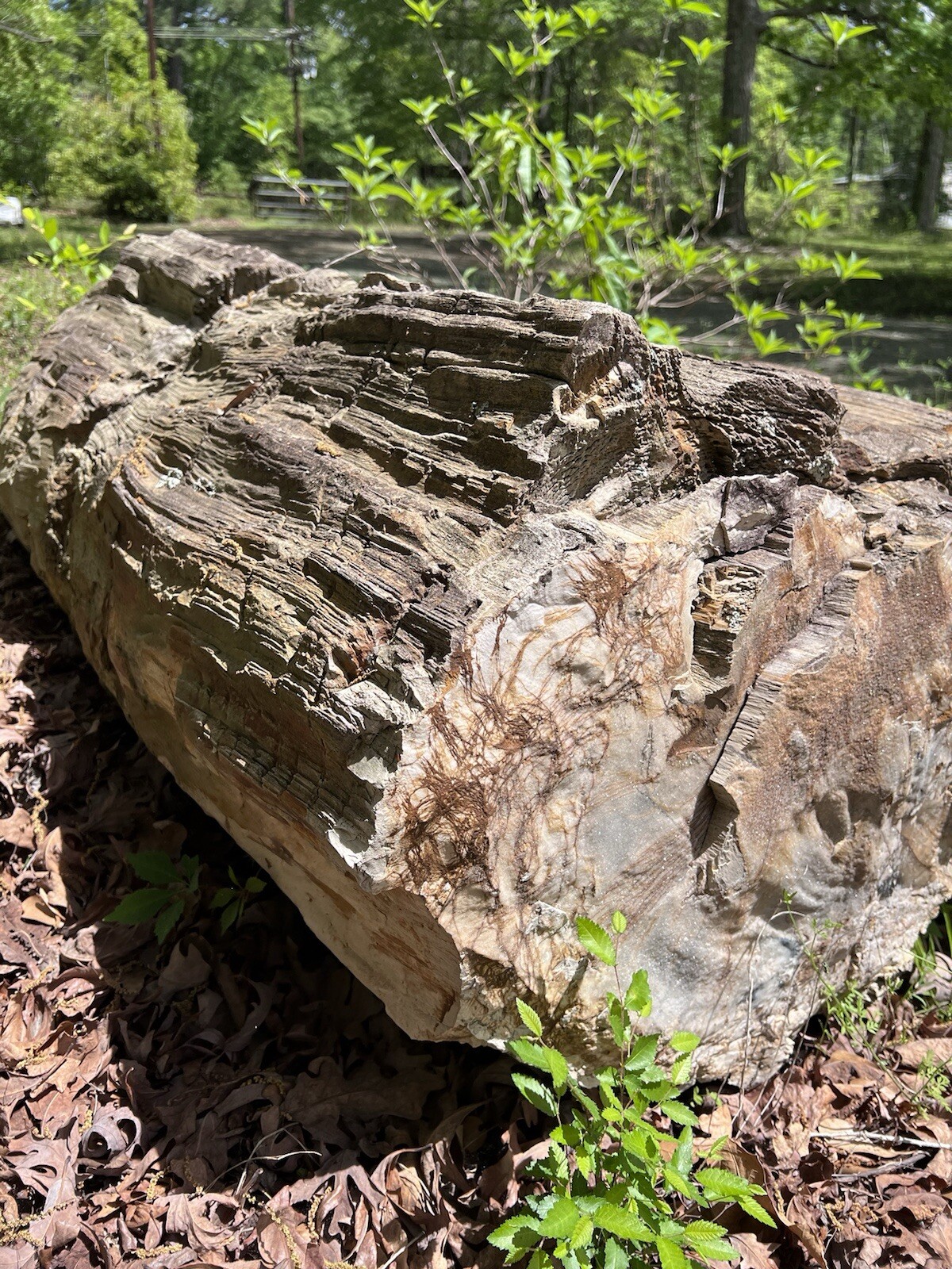 LARGE PETRIFIED WOOD - Extra Massive Log - HUGE HEAVY ROCK - 1,500 to 2,500 lbs