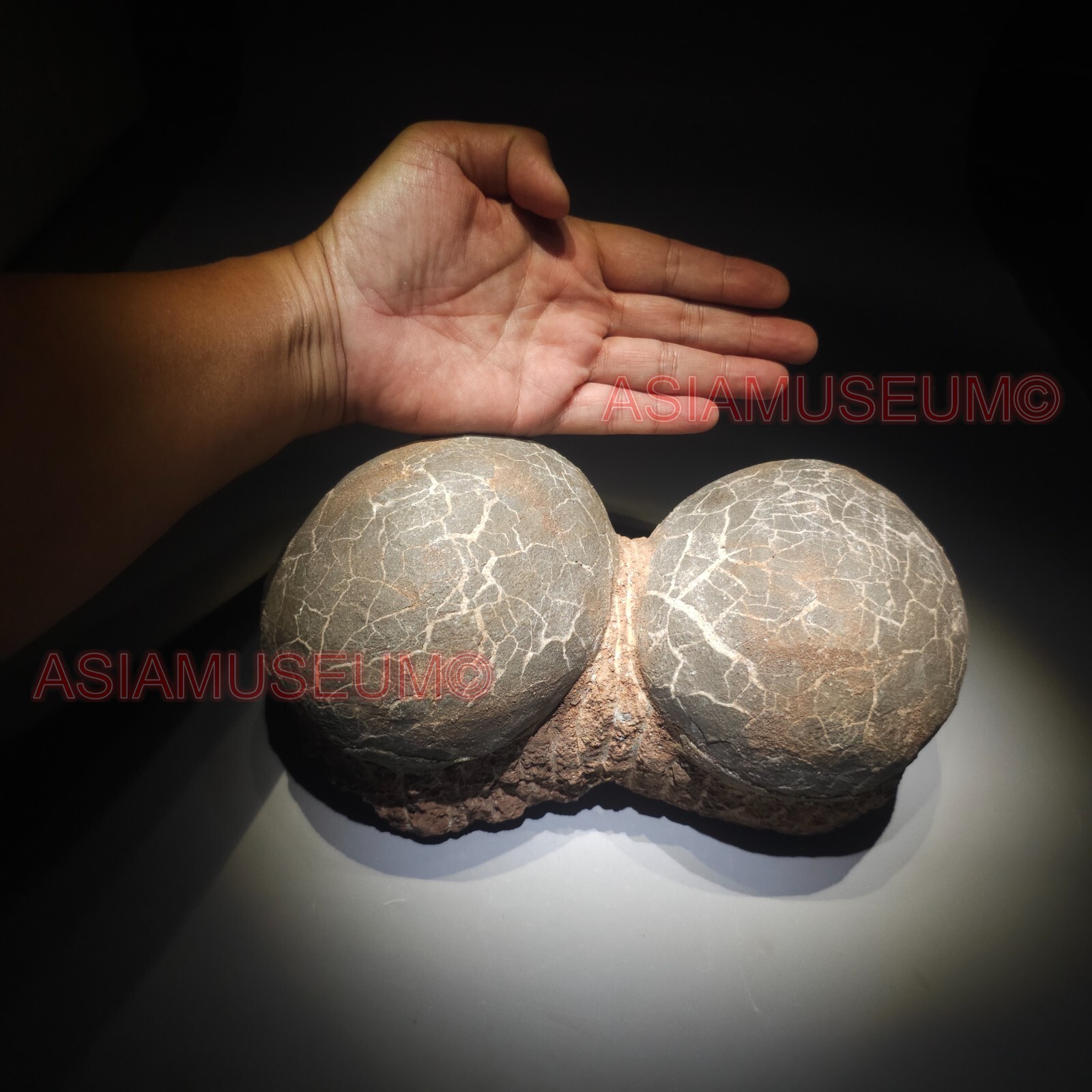 PAIR DOUBLE Dinosaur Egg Nest Hadrosaur Fossil Jurassic Park World Cretaceous G3