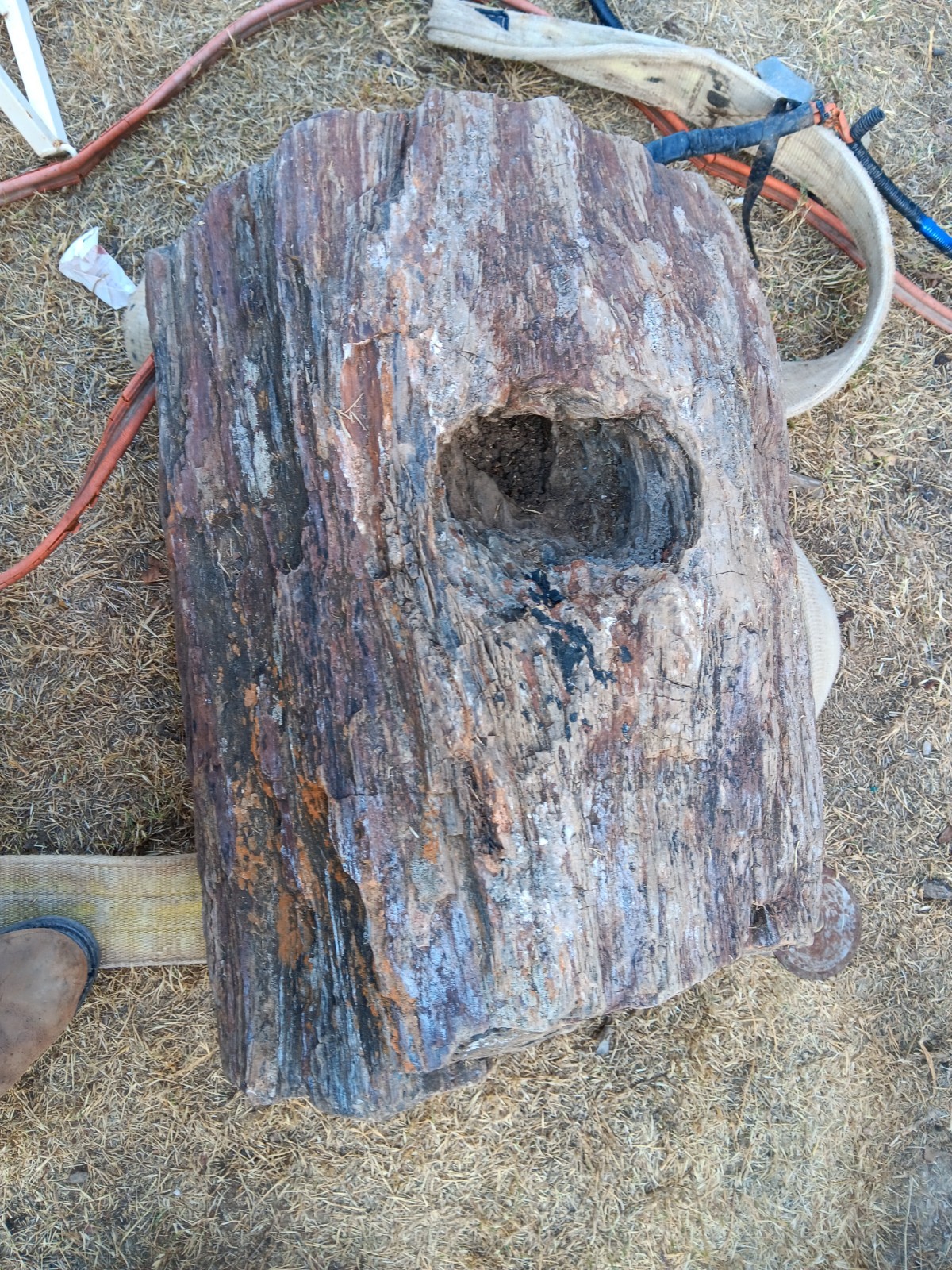 Perfectly Full Round Freestanding Petrified Wood Stump with 3 woodpecker holes 