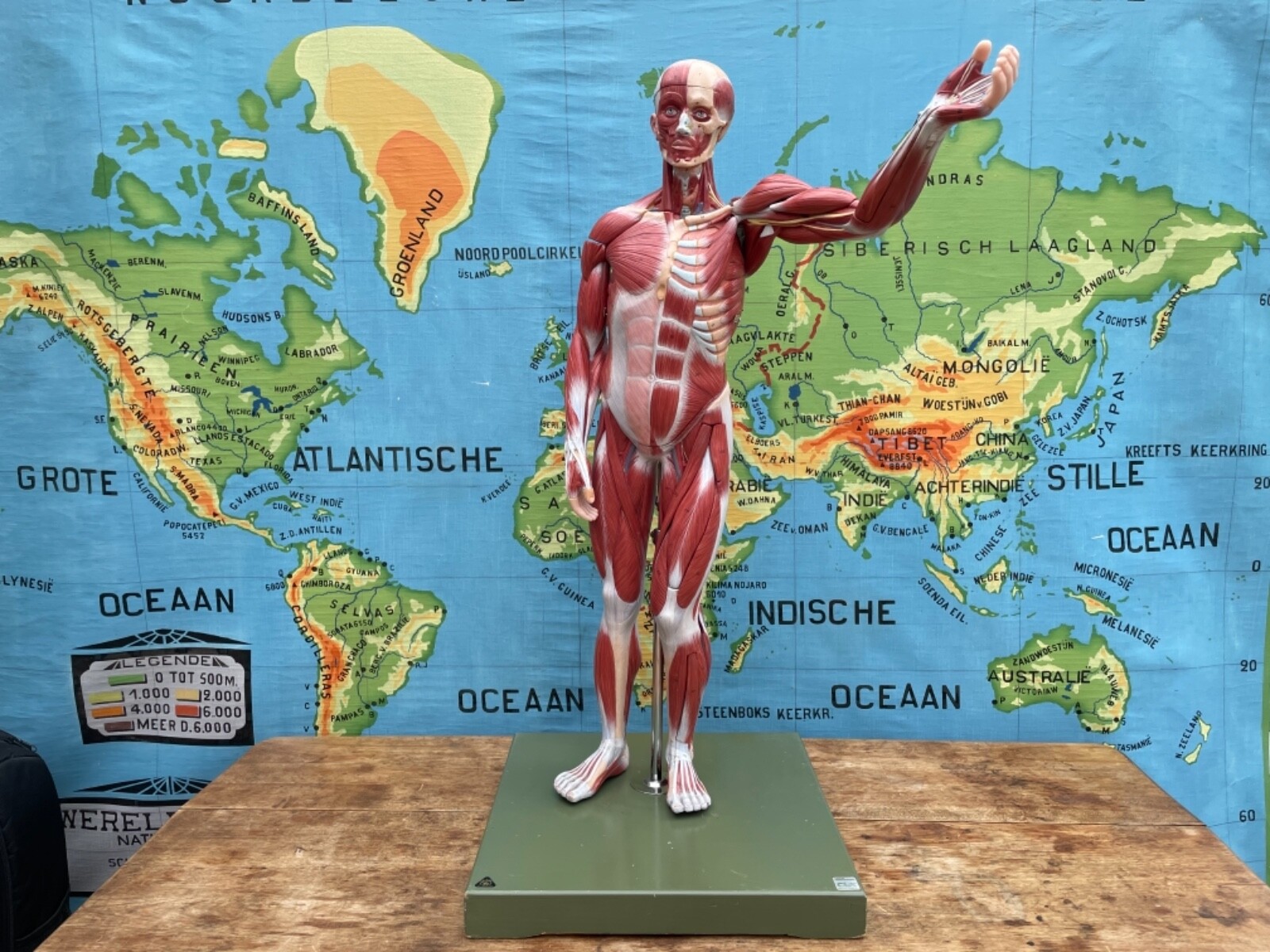 Vintage SOMSO MALE MUSCLE Figure educational model Anatomy model 27 parts body Vintage SOMSO MALE MUSCLE Figure educational model Anatomy model 27 parts body