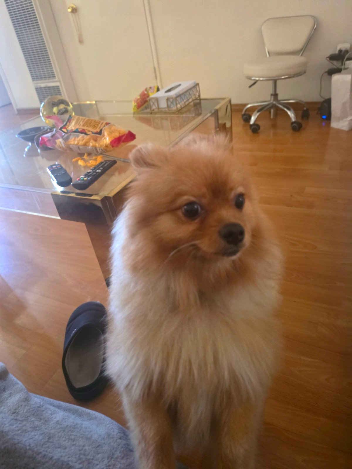 Beautiful Female Pomeranian with A Thick Fluffy Orange-and-cream Coat Dog Art