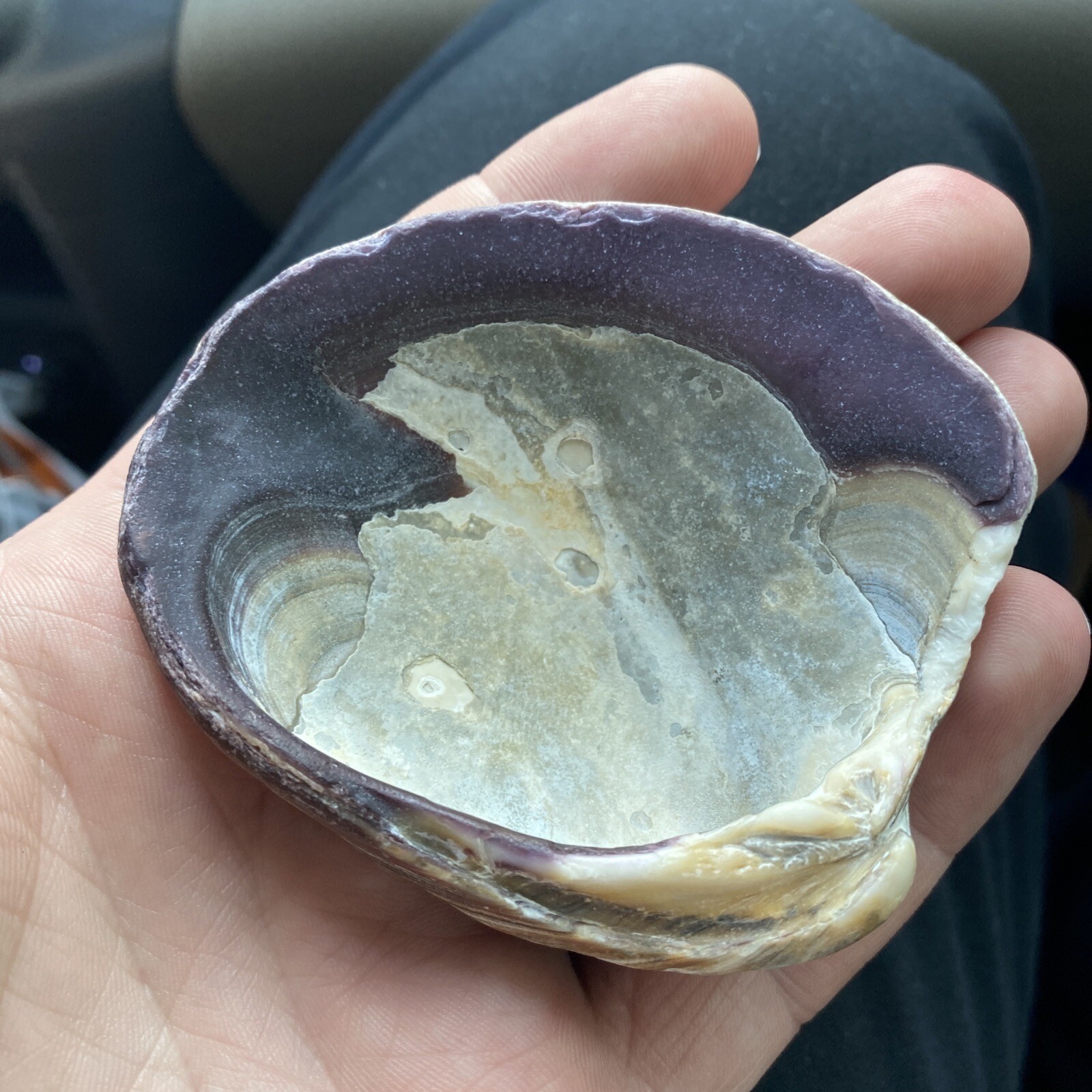 Beautiful Thick Sea Shell Collectible, Beautiful Art Piece Beautiful Thick Sea Shell Collectible, Beautiful Art Piece