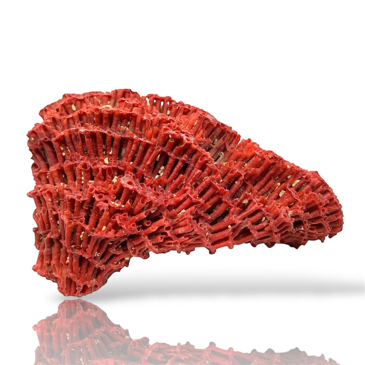 168GM | Natural Red Coral Sea Organ Pipe Reef Cluster Ocean | Crystal Specimen 168GM | Natural Red Coral Sea Organ Pipe Reef Cluster Ocean | Crystal Specimen