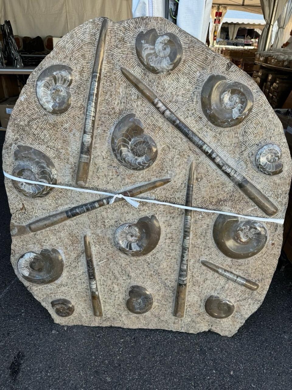 Extremely large orthosis and ammonite plate 4 feet around approximately 600 Lbs Extremely large orthosis and ammonite plate 4 feet around approximately 600 Lbs