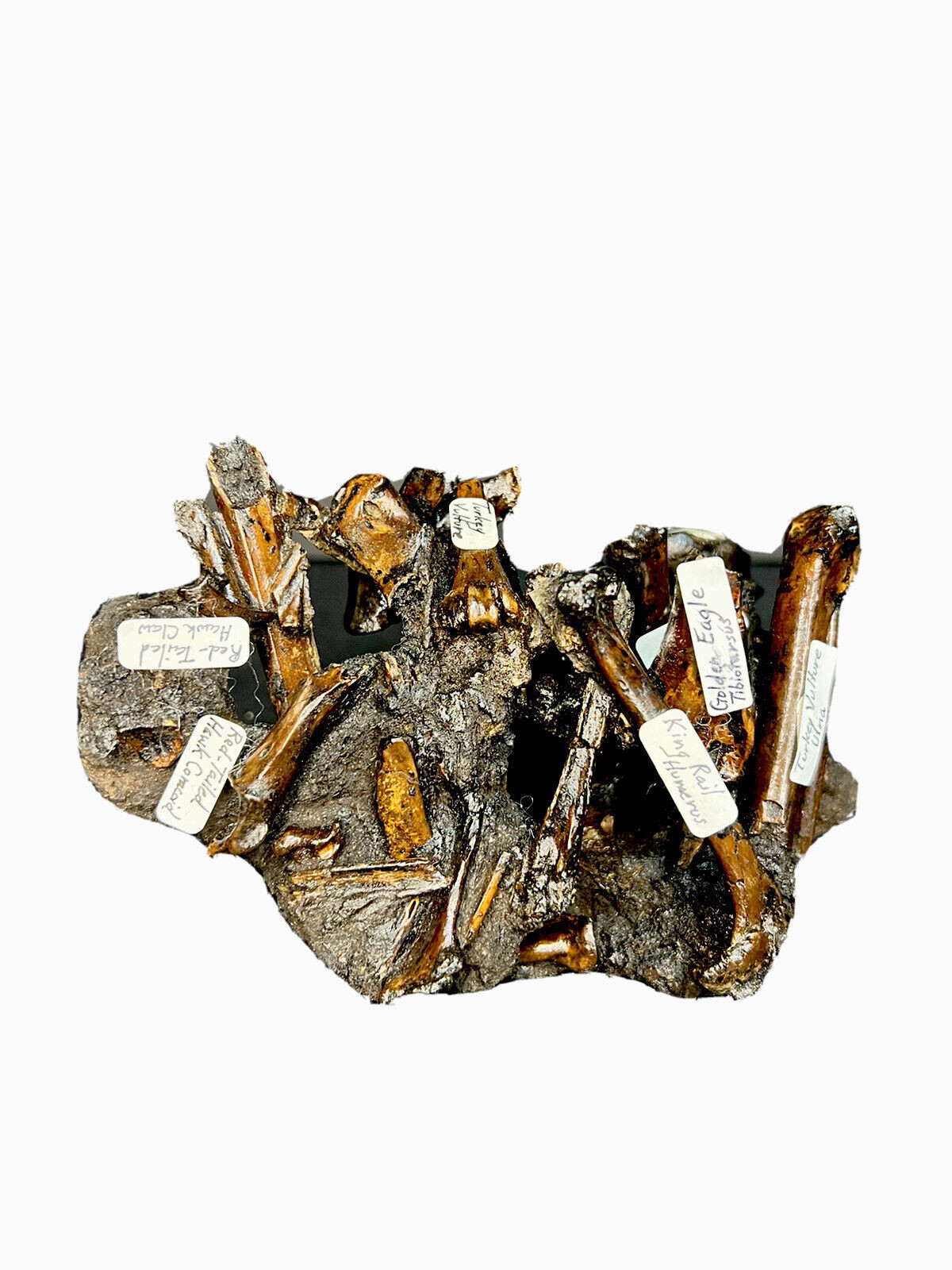 Fossil Bones from Coyote and Mammal Labrea Tar Pits Pleistocene Age Los Angeles