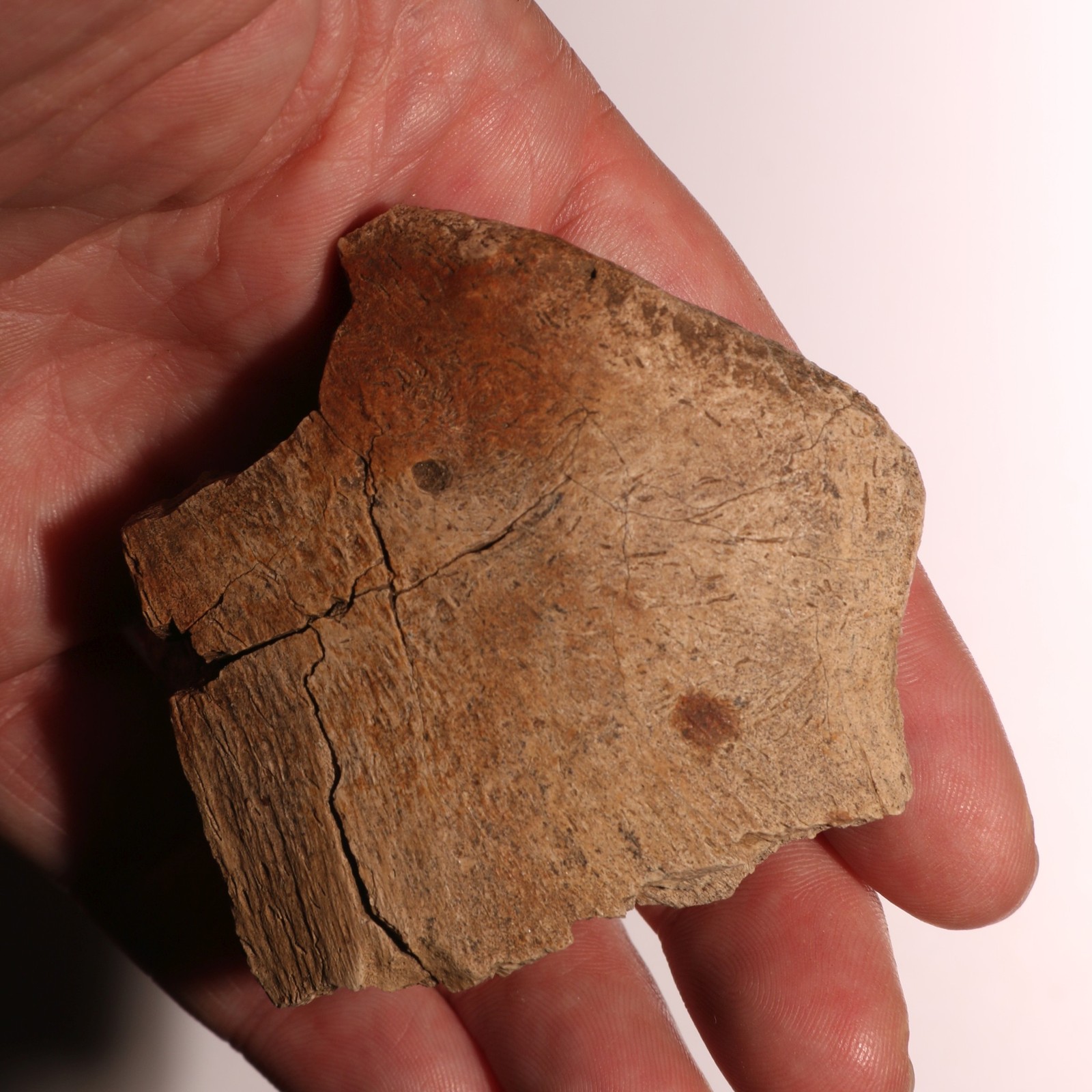 Pathological Deformed Dinosaur Ungual Hell Creek Formation - Fossil CRETACEOUS
