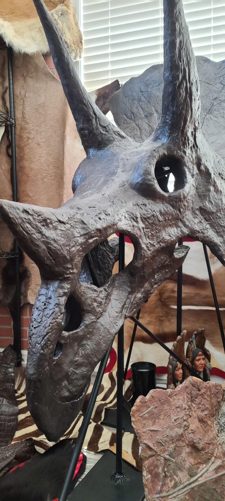 Triceratops Skull Dinosaur Fossil Spectacular 85% Genuine Triceratops Skull Dinosaur Fossil Spectacular 85% Genuine