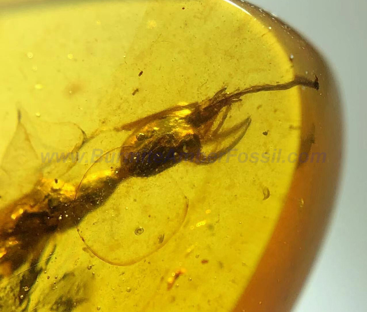 Burmite Amber Fossil - SC2335 Rare Queen Trident Haidomyrmex w/ Certificate Burmite Amber Fossil - SC2335 Rare Queen Trident Haidomyrmex w/ Certificate