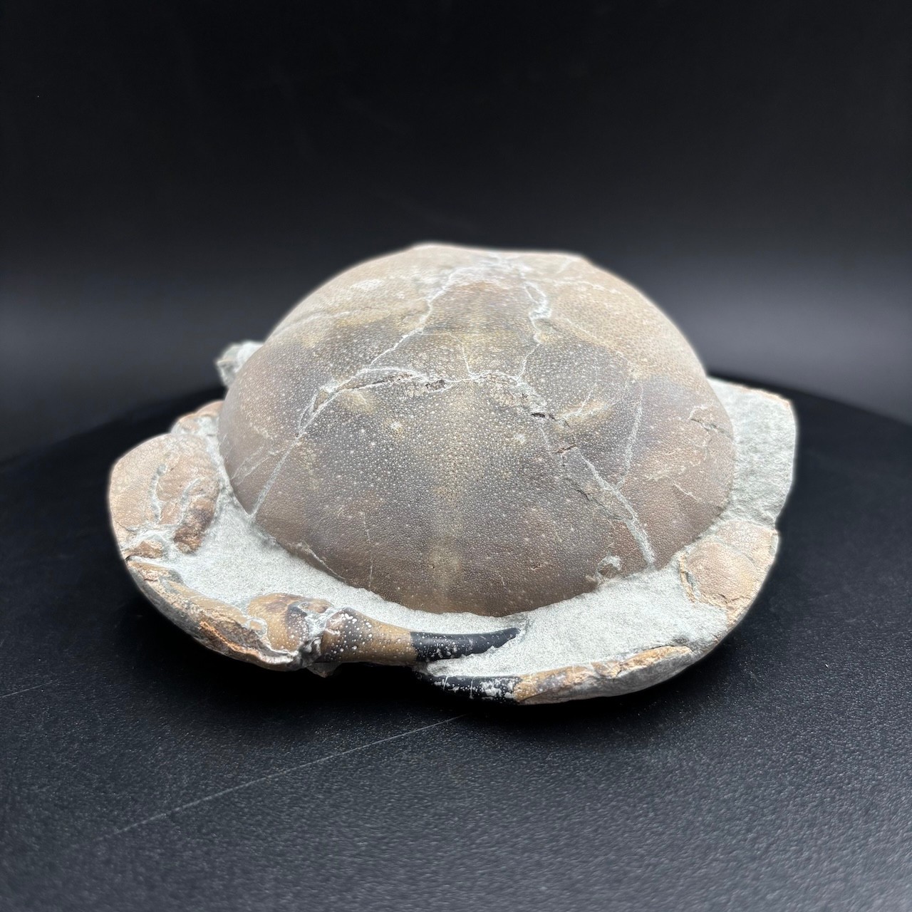 Tumidocarcinus giganteus fossil crab - Miocene New Zealand 9cm Tumidocarcinus giganteus fossil crab - Miocene New Zealand 9cm