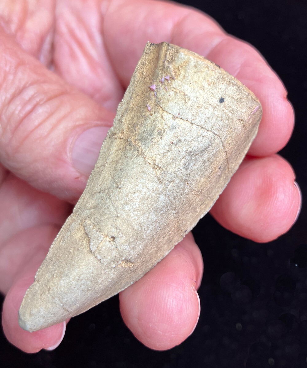 2 3/8 Inch Tyrannosaurus rex Serrated Tooth REPLICA #149