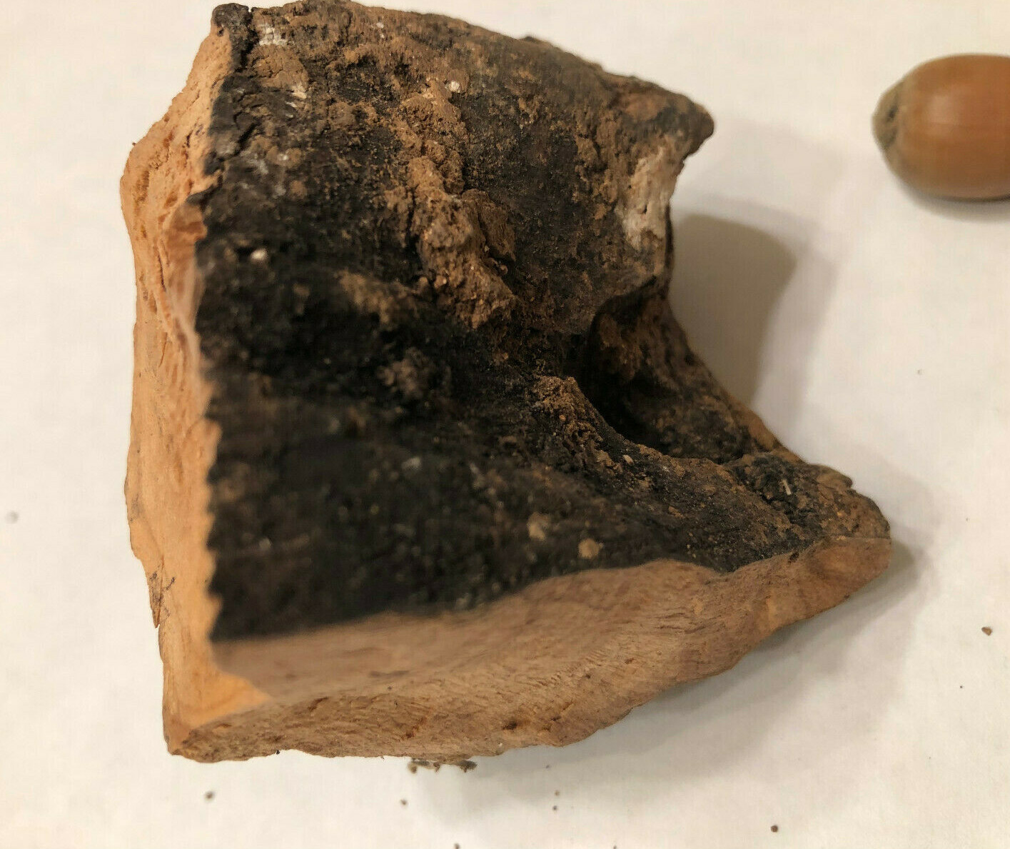 Abraham's Oak Bark Relic Tree of Mamre Acorns Hebron Ancient Holy Site Terebinth