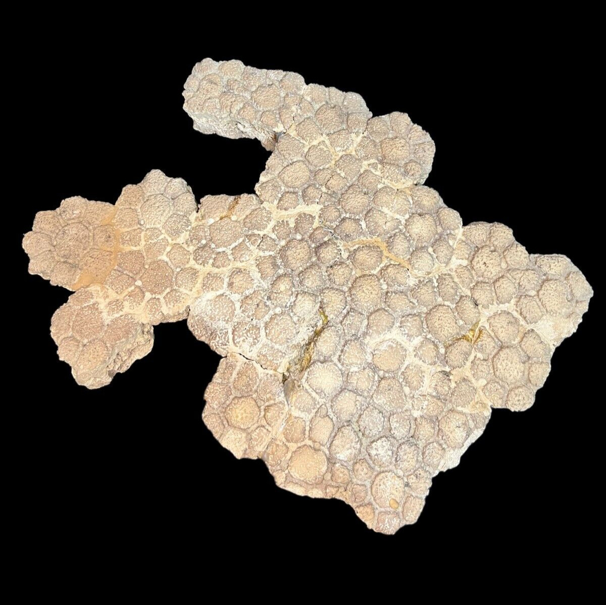 Glyptodon Osteoderm Shell Scute Fossil Pleistocene epochs Argentina