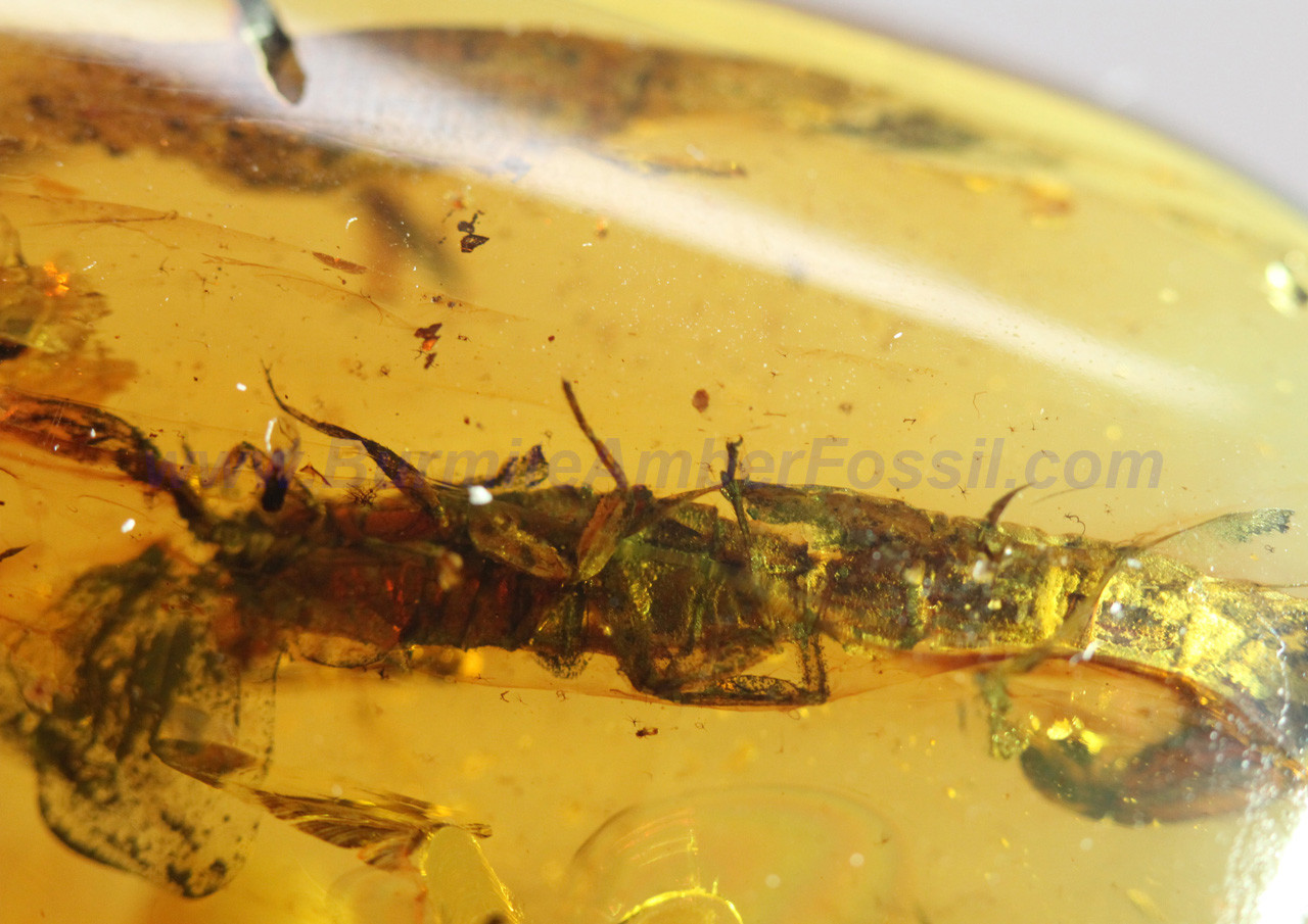 Burmite Amber Fossil - SC1854 Extremely Rare Unusual Scorpion with 5cm in Length Burmite Amber Fossil - SC1854 Extremely Rare Unusual Scorpion with 5cm in Length