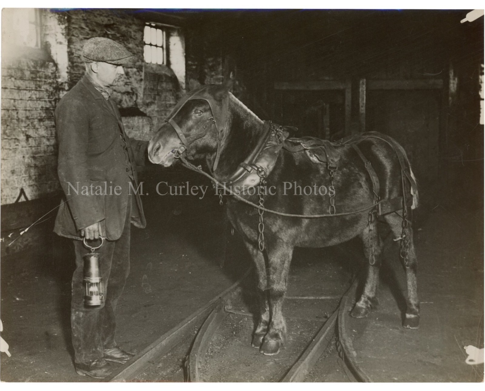c1926 Coal Mine Pit Ponies Horses U.K. Newcastle Strike Press Photos (4)