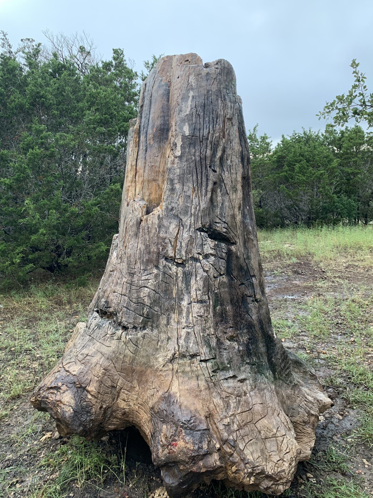 Giant Petrified Wood Tree Stump 8ft Tall One of a kind fossil River Cypress Giant Petrified Wood Tree Stump 8ft Tall One of a kind fossil River Cypress