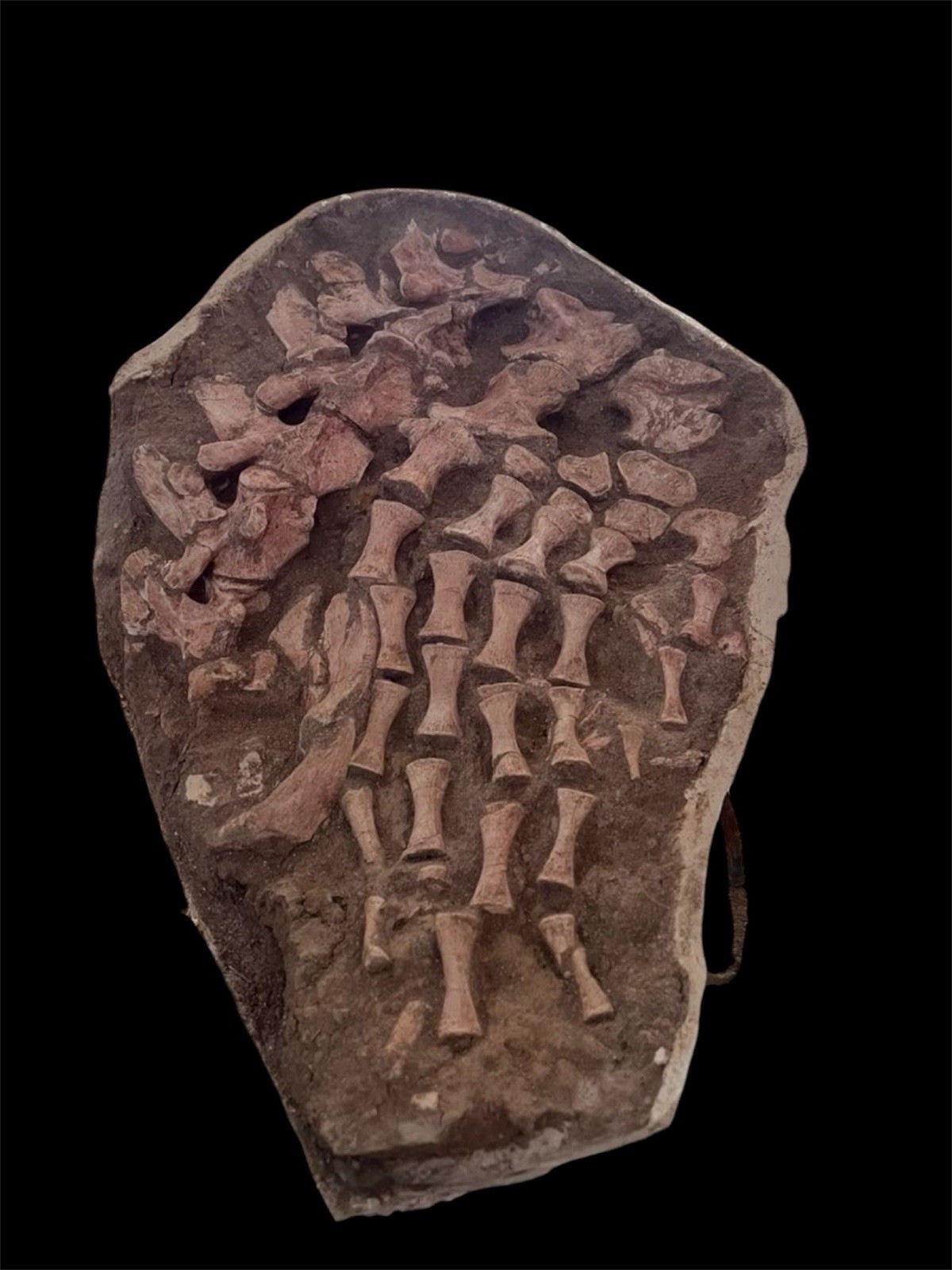 A Genuine Ultra Rare Mosasaur Leg Fossil from the Late Cretaceous With vertebrae A Genuine Ultra Rare Mosasaur Leg Fossil from the Late Cretaceous With vertebrae