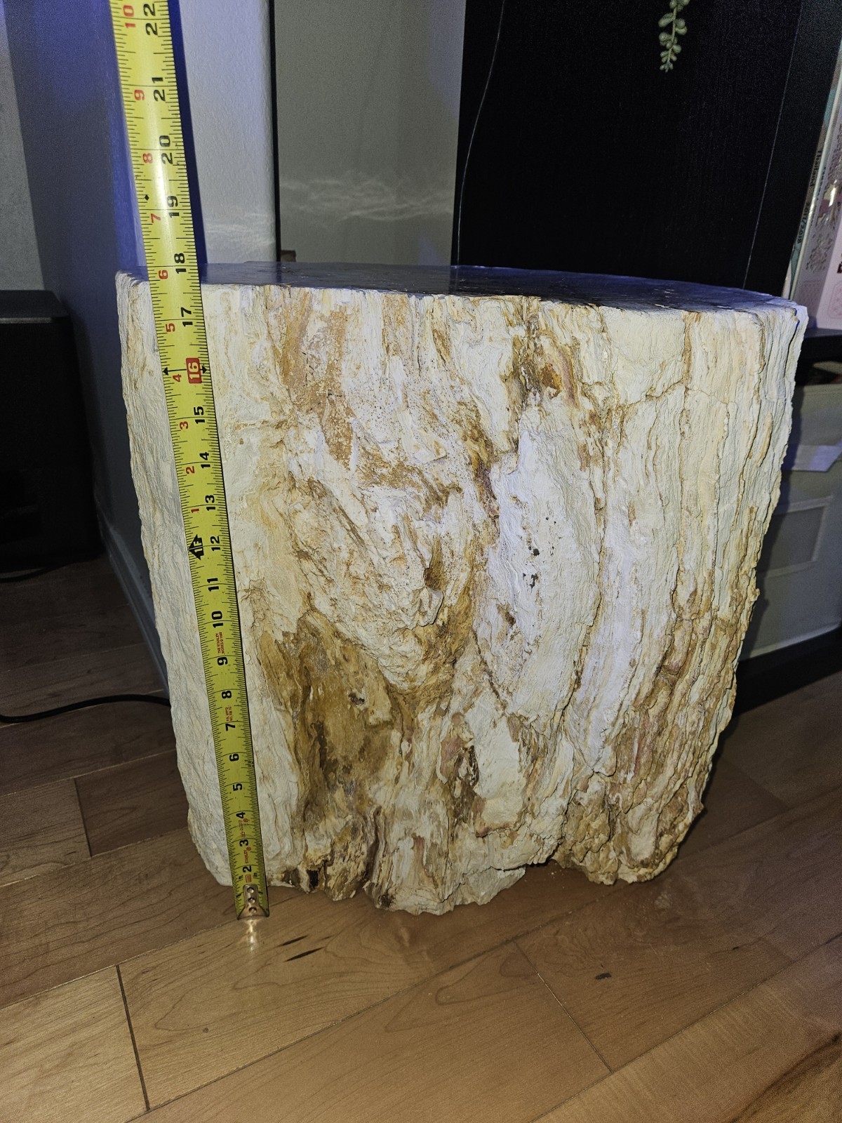 Large Petrified Wood Log Section Fossil Display Piece, Approx 18 in Diameter Large Petrified Wood Log Section Fossil Display Piece, Approx 18 in Diameter