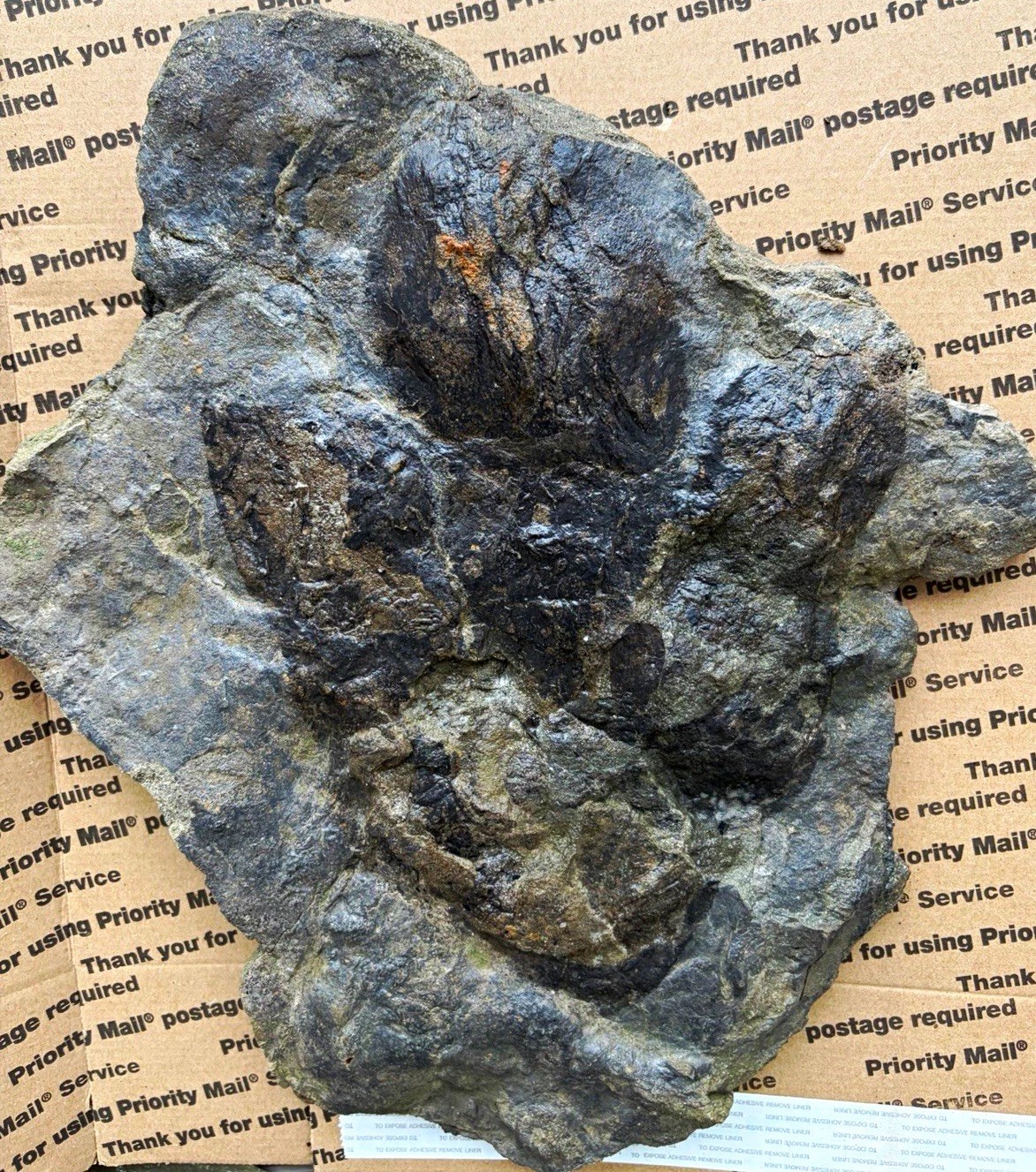 Gorgeous Jurassic Dinosaur Footprint Fossil Eubrontes Track Gorgeous Jurassic Dinosaur Footprint Fossil Eubrontes Track