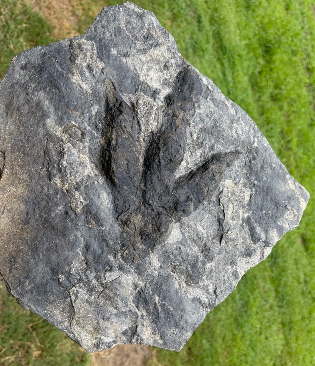 Gorgeous Jurassic Dinosaur Footprint Fossil Eubrontes Raised Track Claws Pads Gorgeous Jurassic Dinosaur Footprint Fossil Eubrontes Raised Track Claws Pads