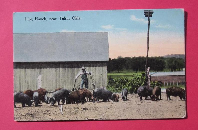 OKLAHOMA HOG RANCH NEAR TULSA VINTAGE POSTCARD 1914 OKLAHOMA HOG RANCH NEAR TULSA VINTAGE POSTCARD 1914