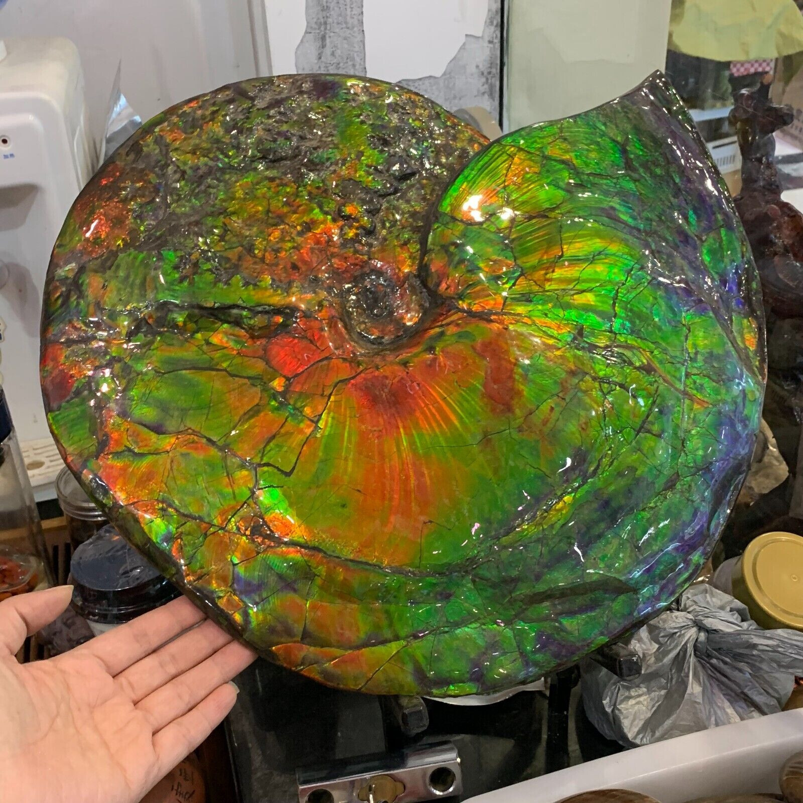 Rare Treasured Ancient Colourful Ammonite Fossil Canadian Mine Display Spencimen Rare Treasured Ancient Colourful Ammonite Fossil Canadian Mine Display Spencimen