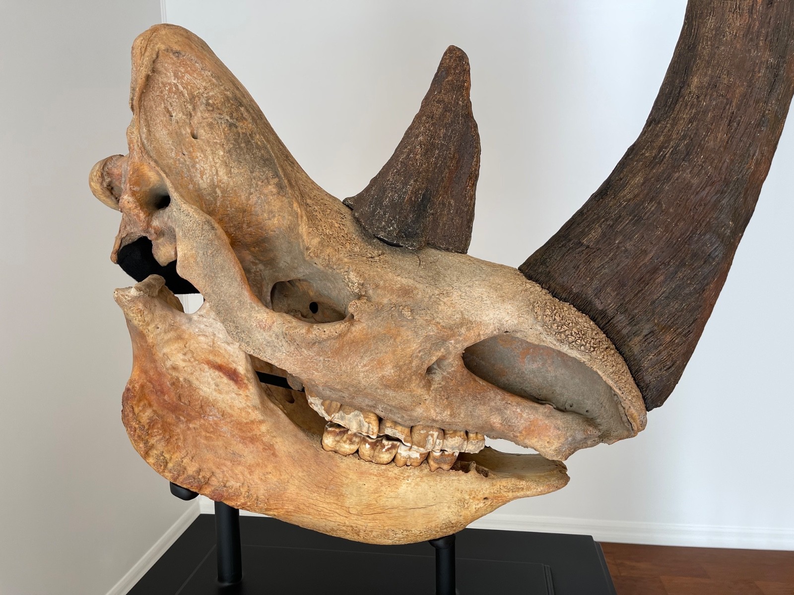 Woolly Rhino Skull (Cast Horns) Woolly Rhino Skull (Cast Horns)